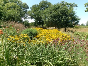 Sussex Prairie Garden